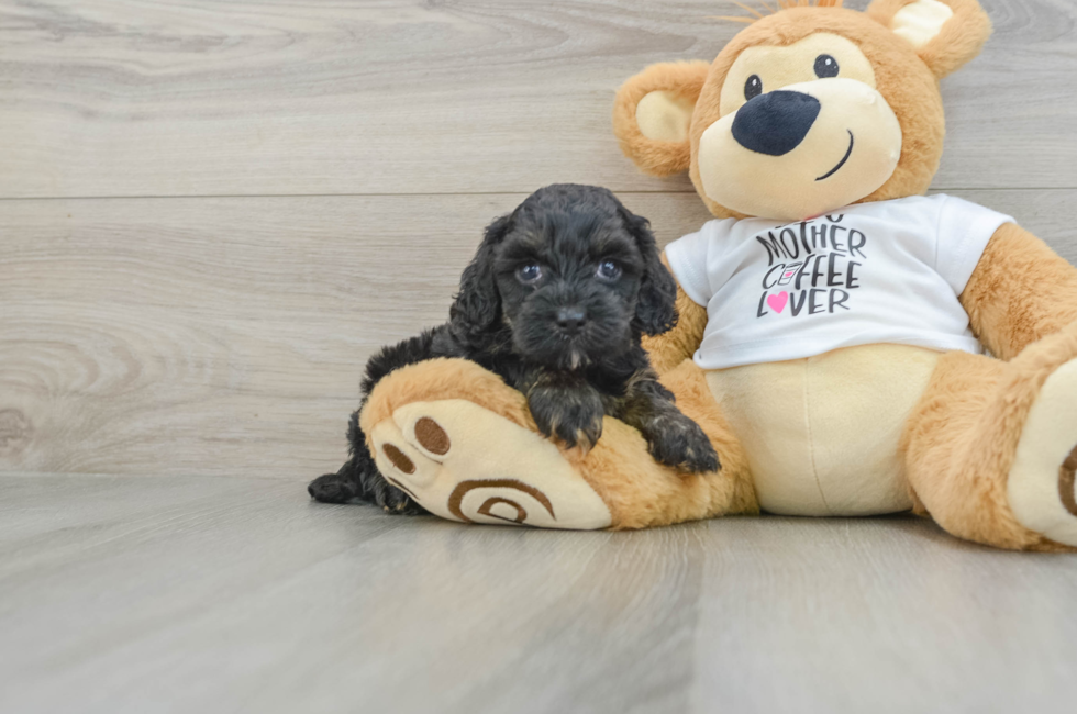 5 week old Cockapoo Puppy For Sale - Puppy Love PR