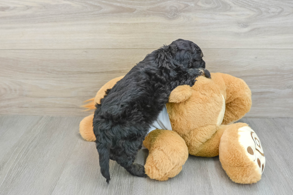 Cockapoo Puppy for Adoption