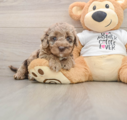 6 week old Cockapoo Puppy For Sale - Puppy Love PR