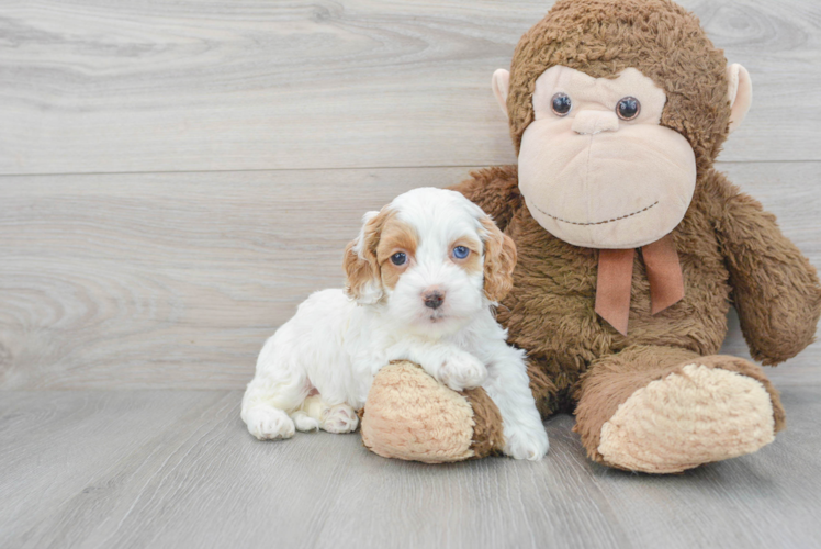 Meet Grenada - our Cockapoo Puppy Photo 1/3 - Puppy Love PR Cockapoo Puppy for Adoption