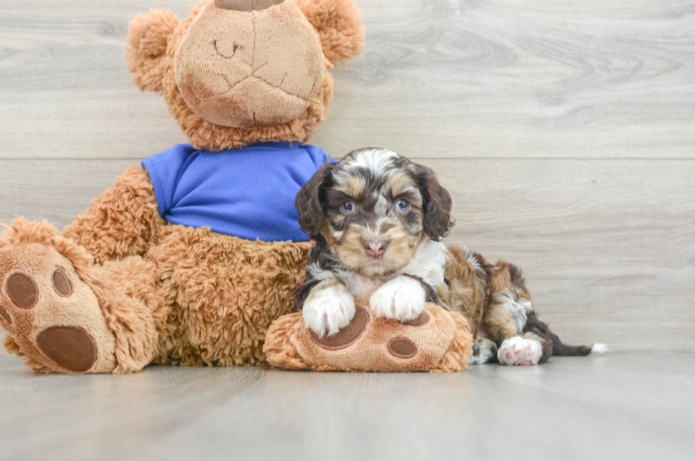 7 week old Cockapoo Puppy For Sale - Puppy Love PR