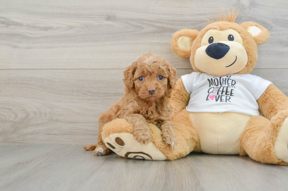 5 week old Cockapoo Puppy For Sale - Puppy Love PR