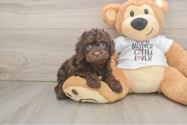 Petite Cockapoo Poodle Mix Pup