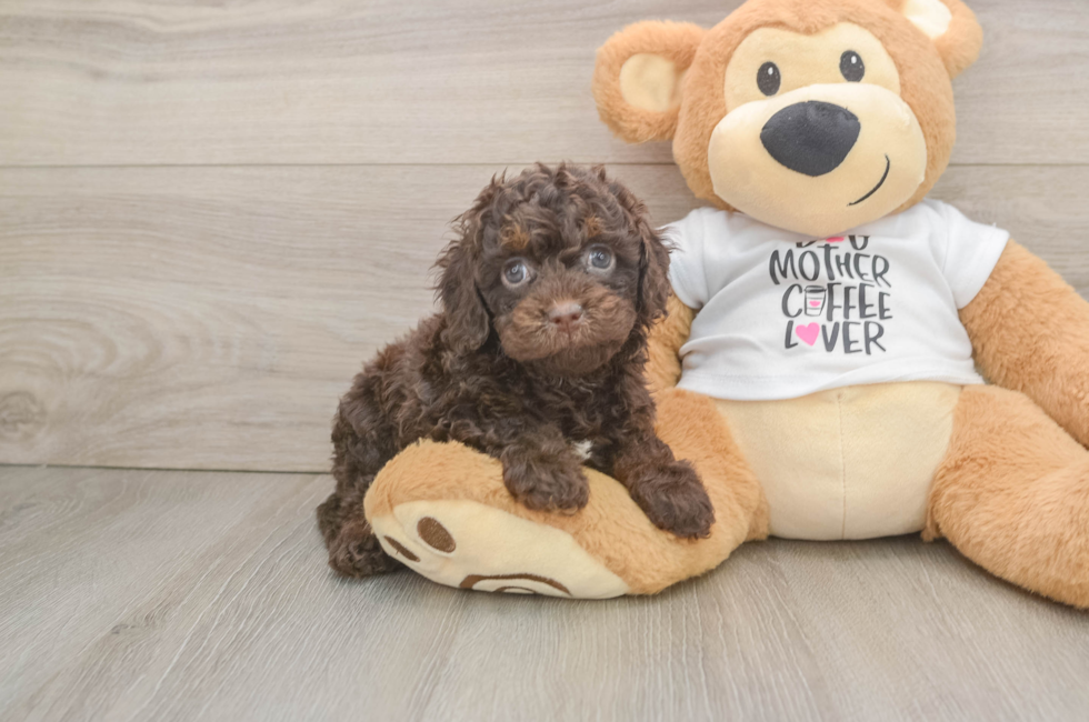 6 week old Cockapoo Puppy For Sale - Puppy Love PR