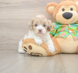 5 week old Cockapoo Puppy For Sale - Puppy Love PR