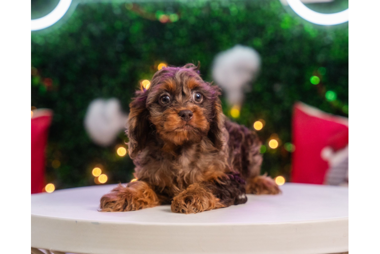 Cute Cockapoo Baby