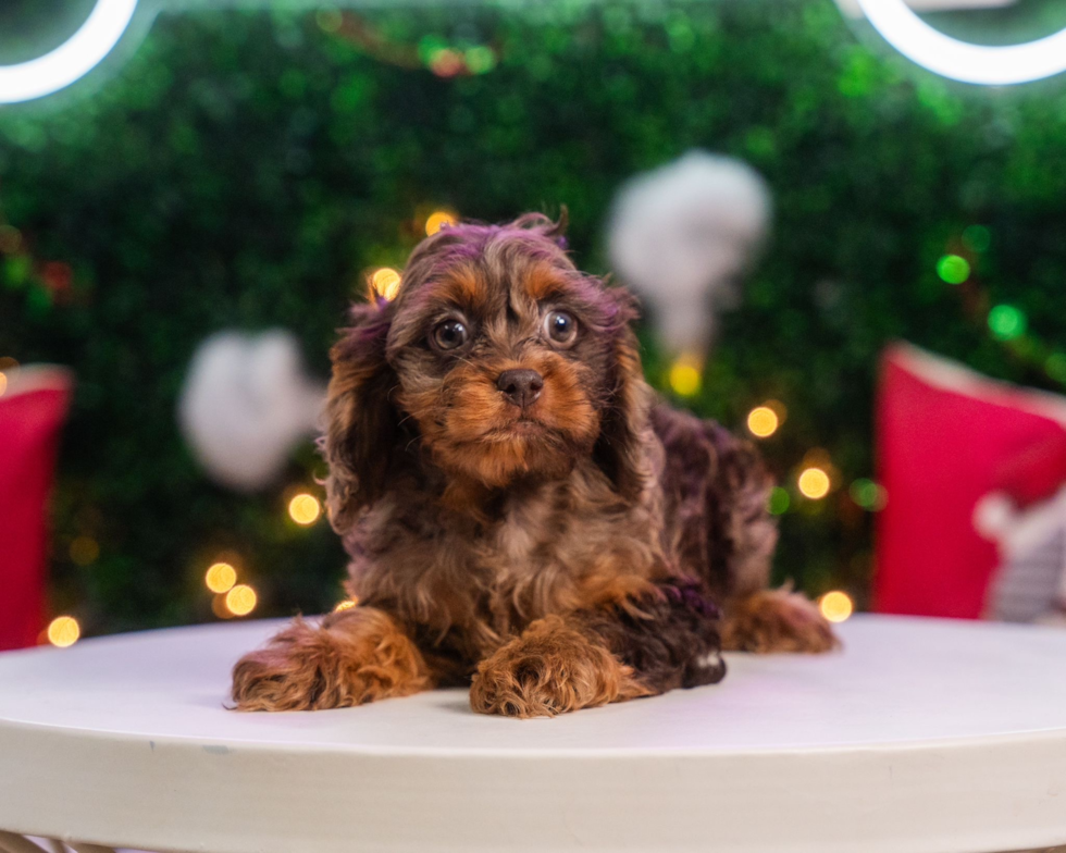 Cute Cockapoo Baby