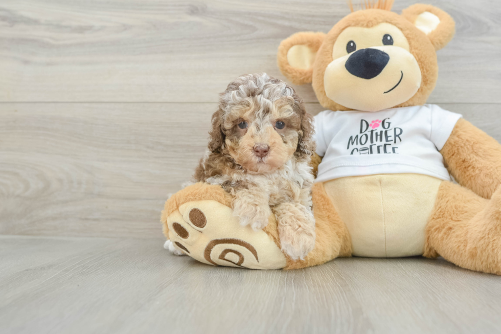 Popular Cockapoo Poodle Mix Pup
