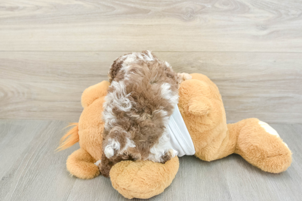Cockapoo Puppy for Adoption