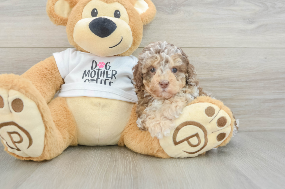 6 week old Cockapoo Puppy For Sale - Puppy Love PR