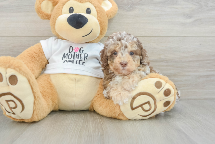 Meet Kahlua - our Cockapoo Puppy Photo 1/3 - Puppy Love PR Funny Cockapoo Poodle Mix Pup
