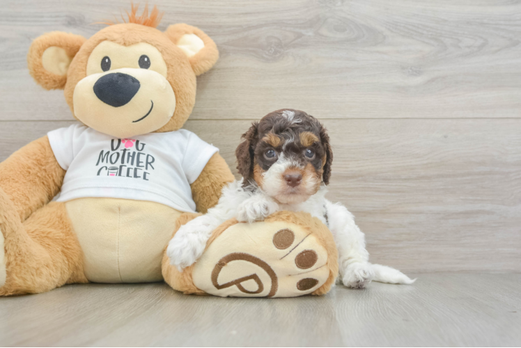 Cockapoo Puppy for Adoption