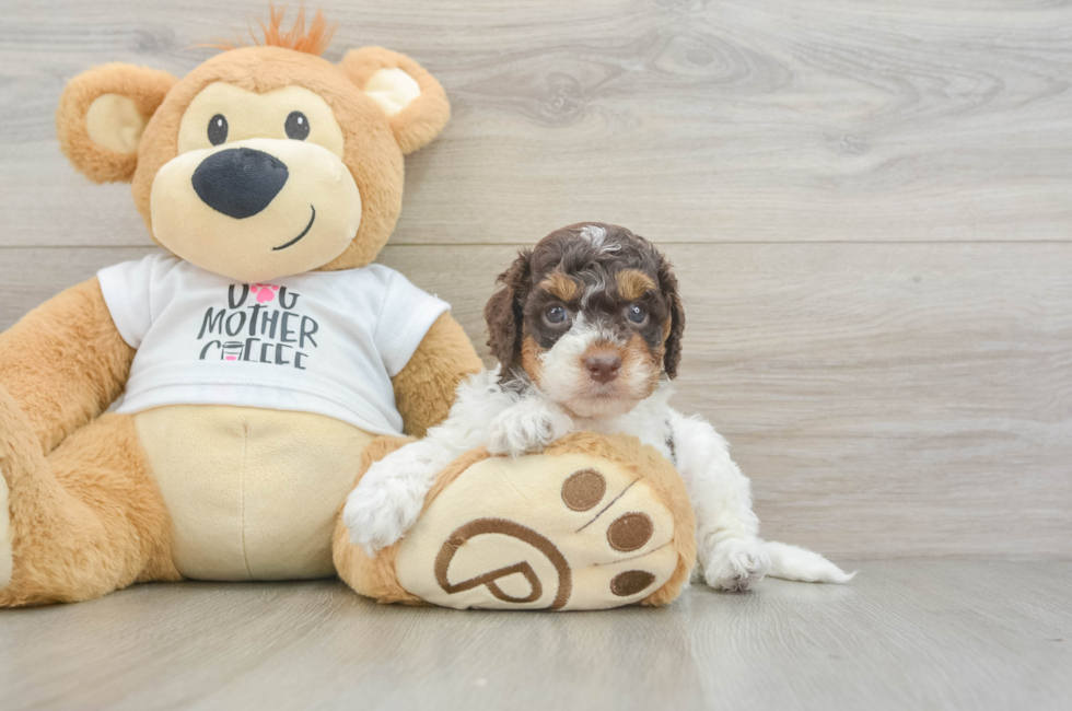 5 week old Cockapoo Puppy For Sale - Puppy Love PR