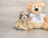 6 week old Cockapoo Puppy For Sale - Puppy Love PR