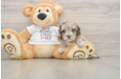 Cockapoo Puppy for Adoption