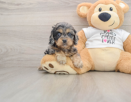 9 week old Cockapoo Puppy For Sale - Puppy Love PR