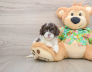 7 week old Cockapoo Puppy For Sale - Puppy Love PR