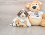 8 week old Cockapoo Puppy For Sale - Puppy Love PR