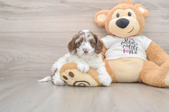 Smart Cockapoo Poodle Mix Pup