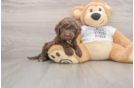 Best Cockapoo Baby