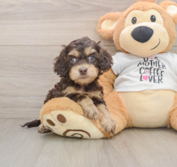 5 week old Cockapoo Puppy For Sale - Puppy Love PR