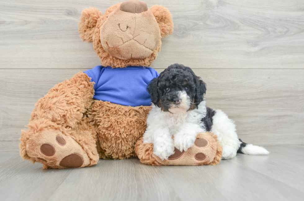 7 week old Cockapoo Puppy For Sale - Puppy Love PR