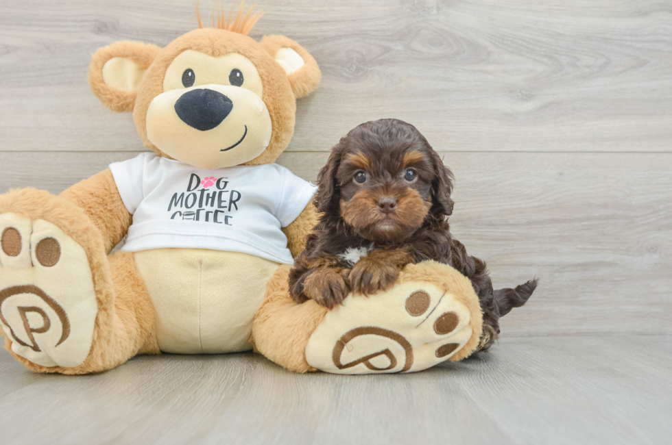 6 week old Cockapoo Puppy For Sale - Puppy Love PR
