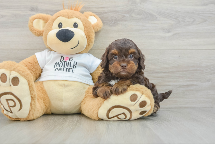 Meet Kalida - our Cockapoo Puppy Photo 1/3 - Puppy Love PR Cockapoo Pup Being Cute