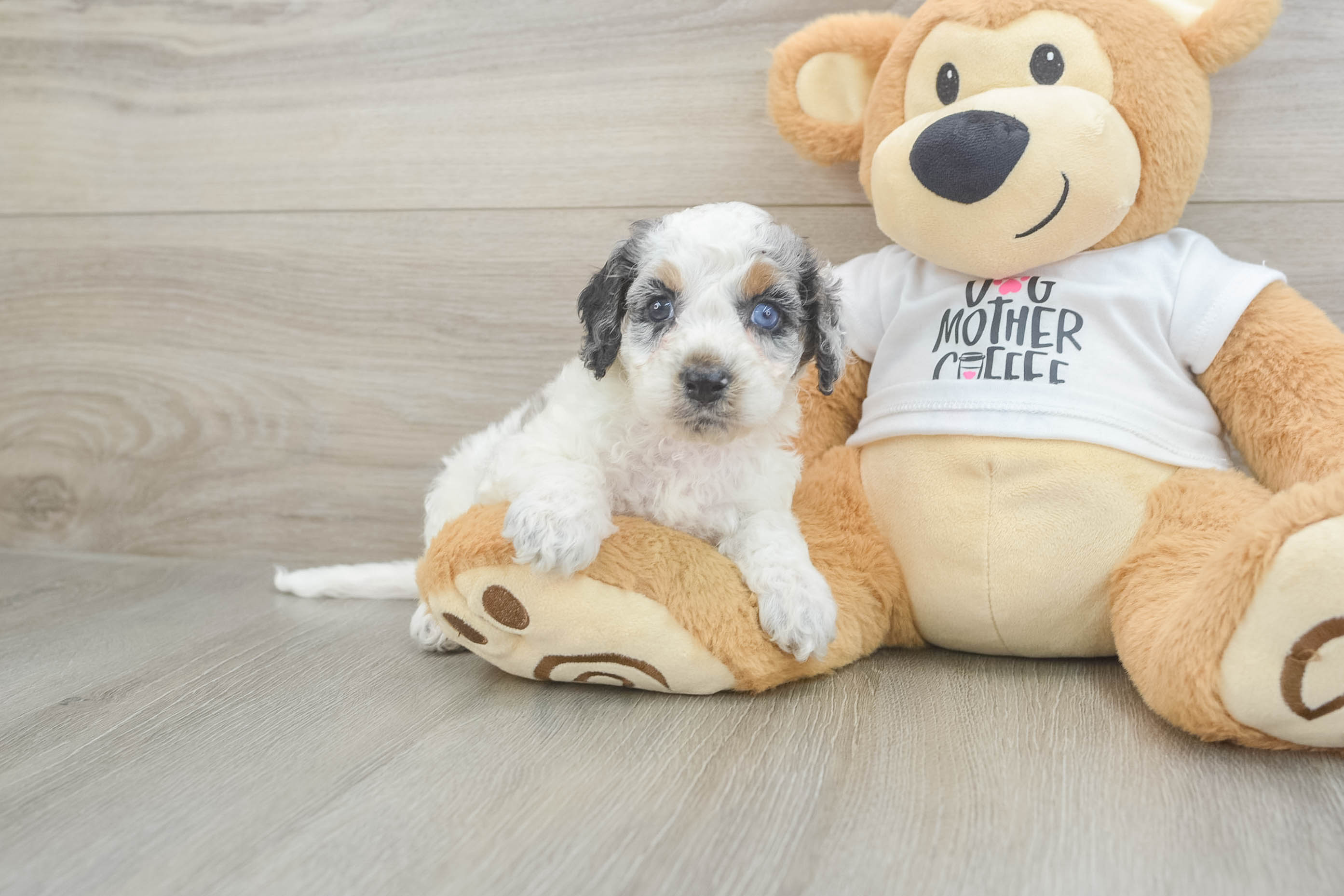 Energetic Cocker Doodle Poodle Mix Puppy