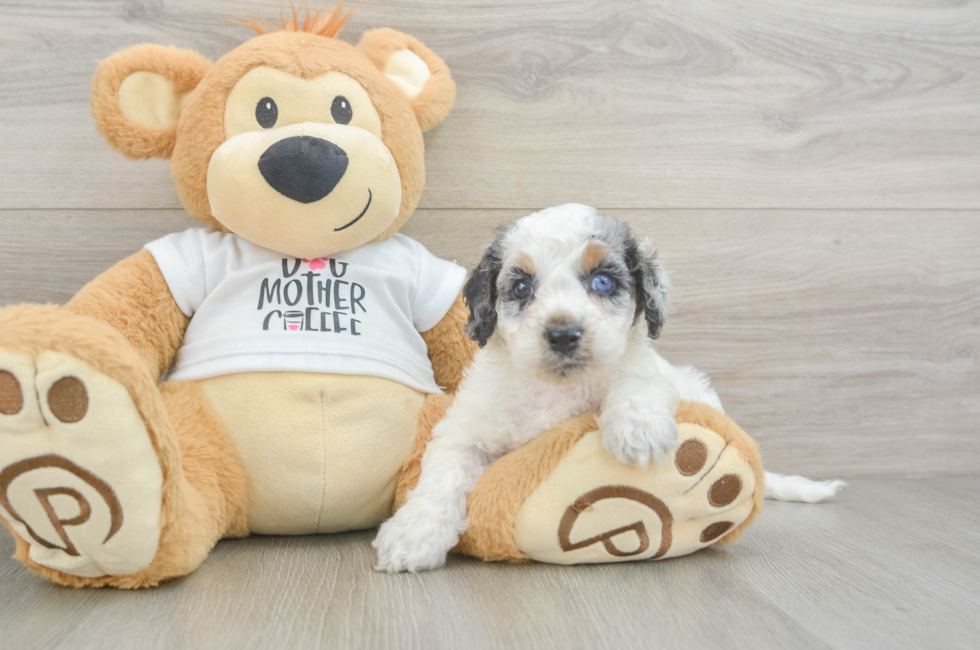 5 week old Cockapoo Puppy For Sale - Puppy Love PR