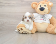 9 week old Cockapoo Puppy For Sale - Puppy Love PR