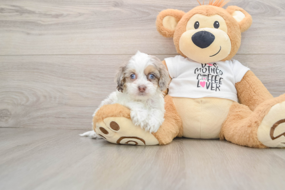 Smart Cockapoo Poodle Mix Pup