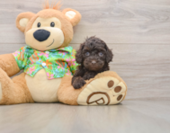 7 week old Cockapoo Puppy For Sale - Puppy Love PR