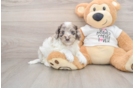Smart Cockapoo Poodle Mix Pup