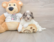8 week old Cockapoo Puppy For Sale - Puppy Love PR