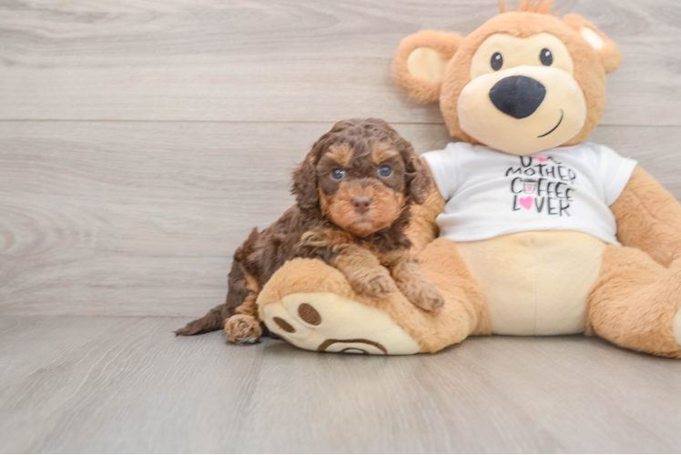 Adorable Cocker Doodle Poodle Mix Puppy