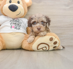 5 week old Cockapoo Puppy For Sale - Puppy Love PR
