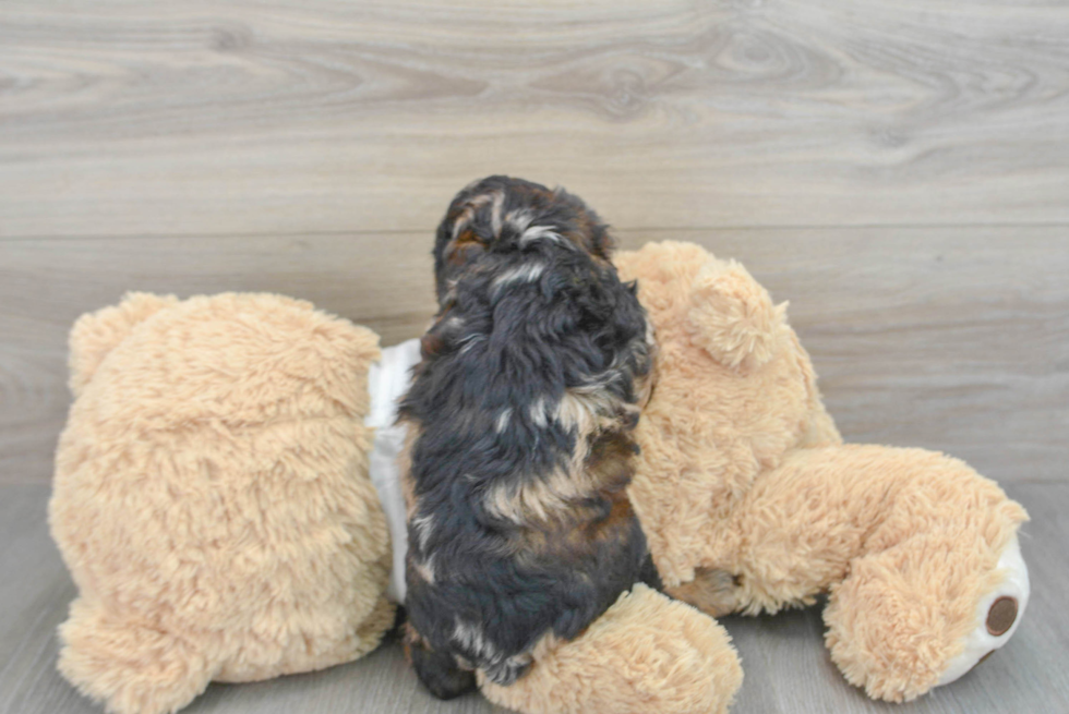 Cockapoo Pup Being Cute