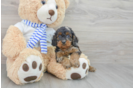Fluffy Cockapoo Poodle Mix Pup