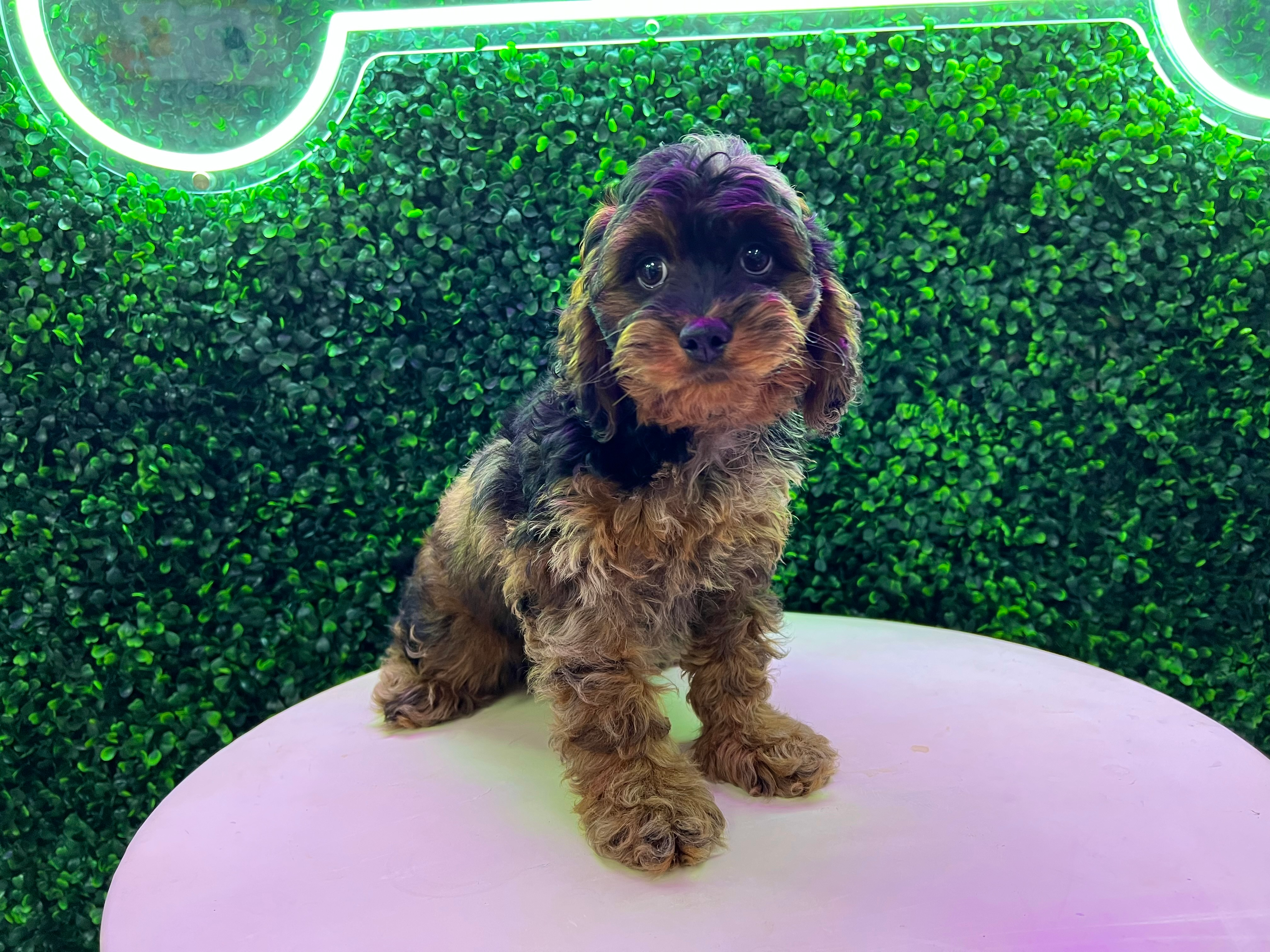 Cockapoo Pup Being Cute