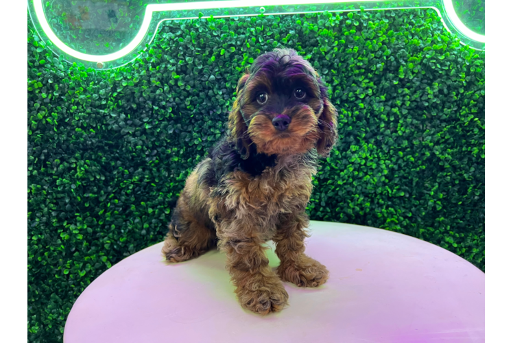 Cockapoo Pup Being Cute