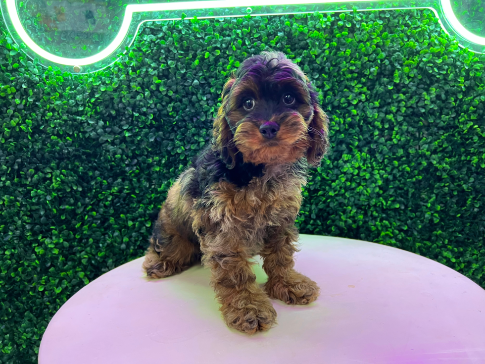 Cockapoo Pup Being Cute