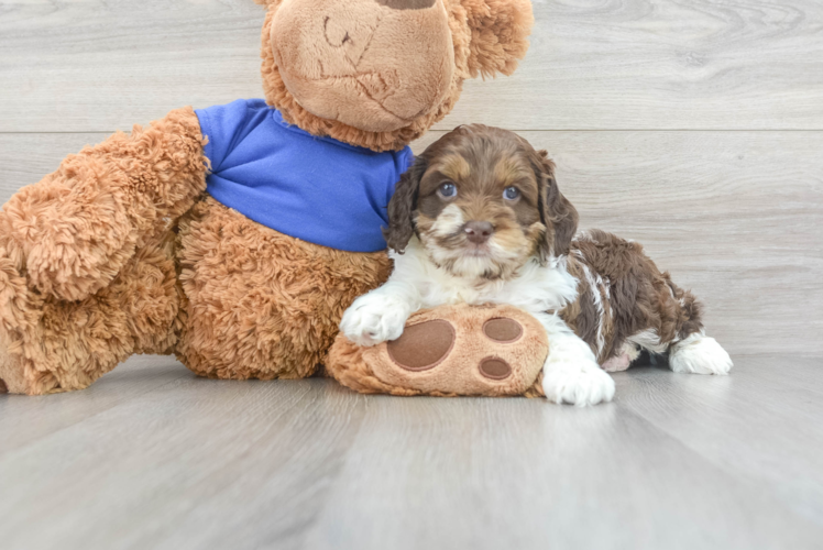 Meet Kash - our Cockapoo Puppy Photo 1/3 - Puppy Love PR Energetic Cockerpoo Poodle Mix Puppy