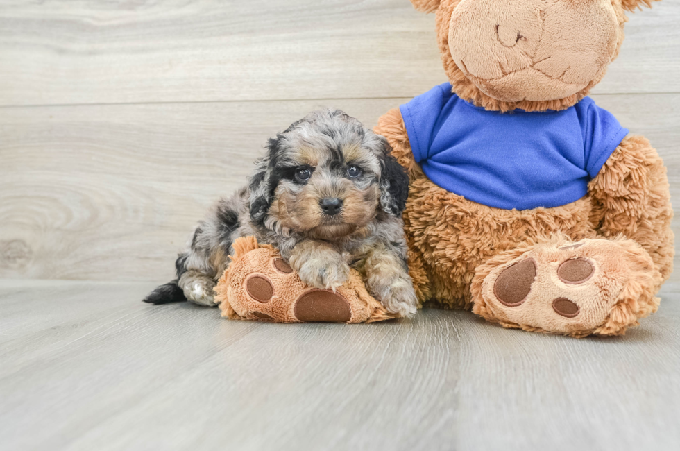 5 week old Cockapoo Puppy For Sale - Puppy Love PR