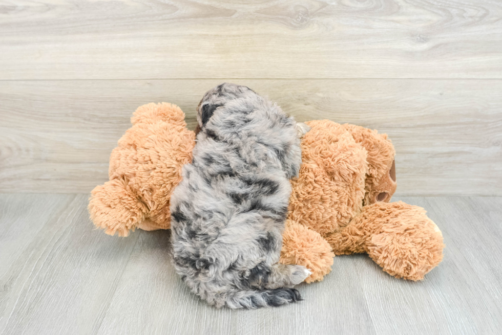 Fluffy Cockapoo Poodle Mix Pup