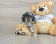 6 week old Cockapoo Puppy For Sale - Puppy Love PR