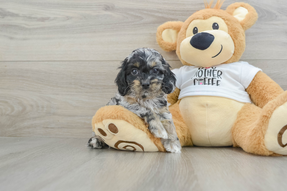 Energetic Cocker Doodle Poodle Mix Puppy