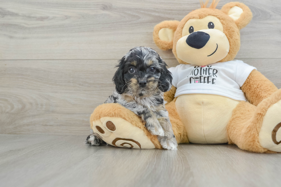 6 week old Cockapoo Puppy For Sale - Puppy Love PR