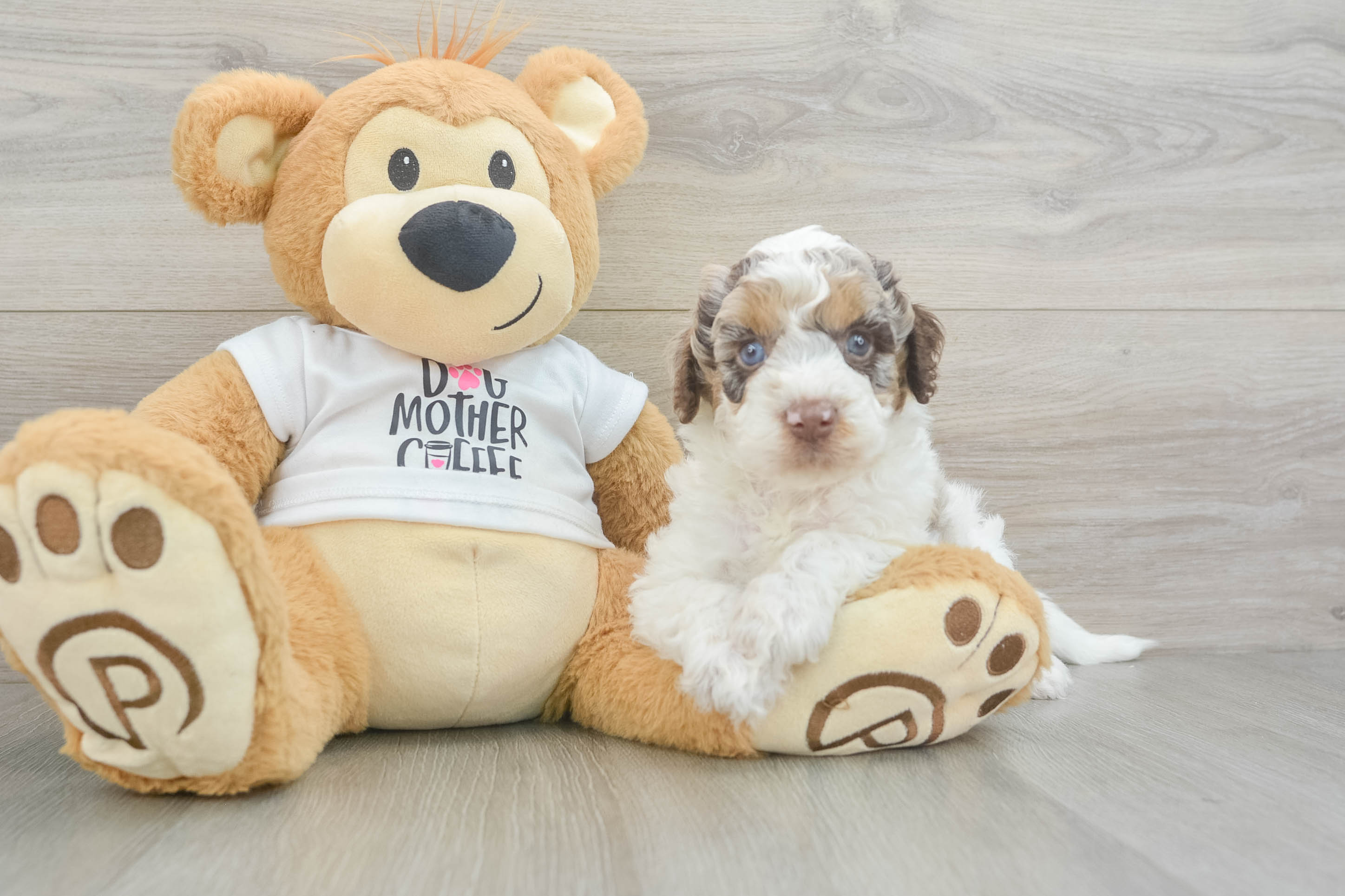 Best Cockapoo Baby
