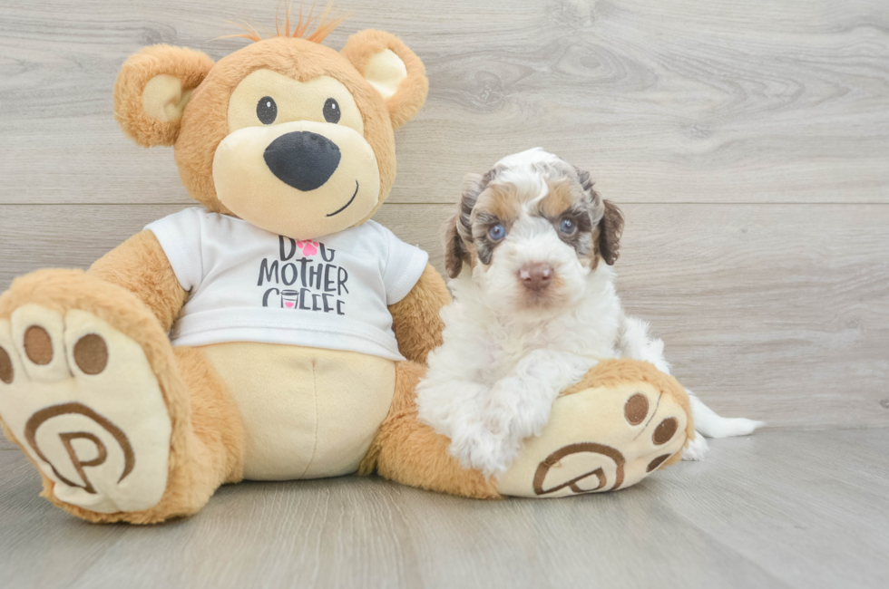 5 week old Cockapoo Puppy For Sale - Puppy Love PR